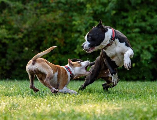 Dog  Aggression Training