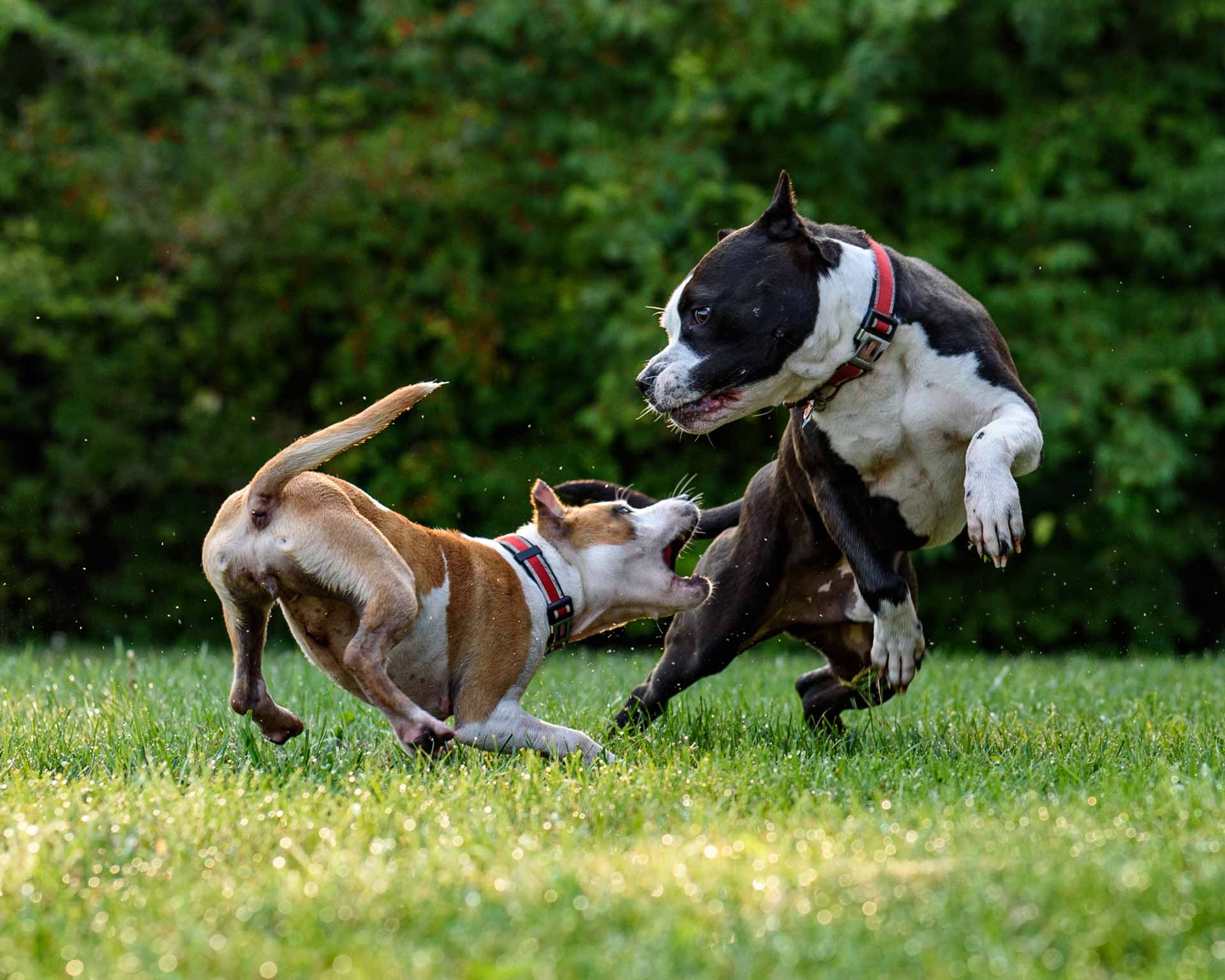 dog-aggression