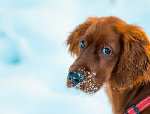 Out of control adolescent dog