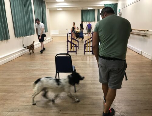 Chris  Rose Top tips for obedience training