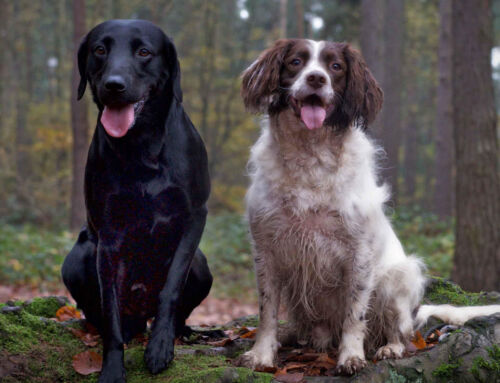 Dog Behaviour Training