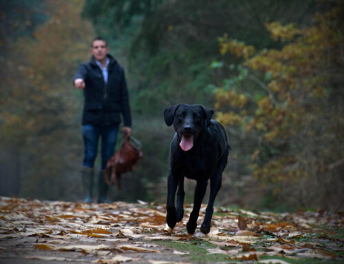 How To Train Your Dog to Recall