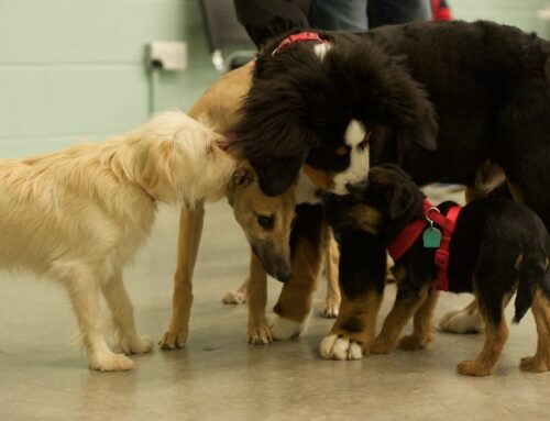 The grumbling pack! Growling at other dogs within same household